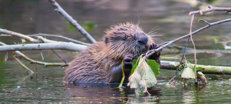 Biber im Wasser