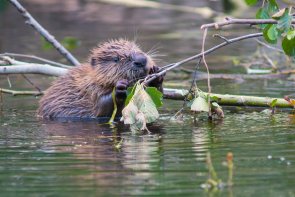 Biber Biber im Wasser