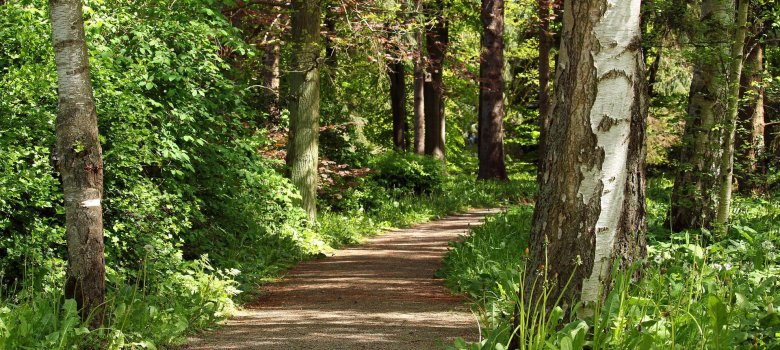 Waldspaziergang forest-path