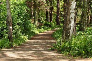 Waldspaziergang forest-path Waldspaziergang forest-path