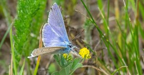 Blaeuling Hauhechel-Bläuling