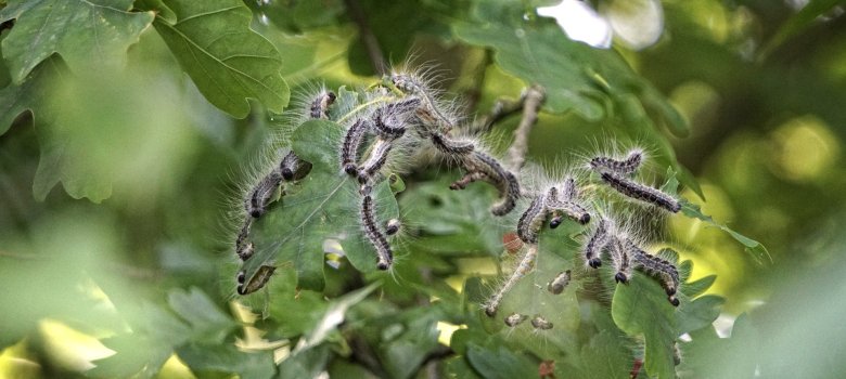 Eichenprozessionsspinnerbefall in einem Baum