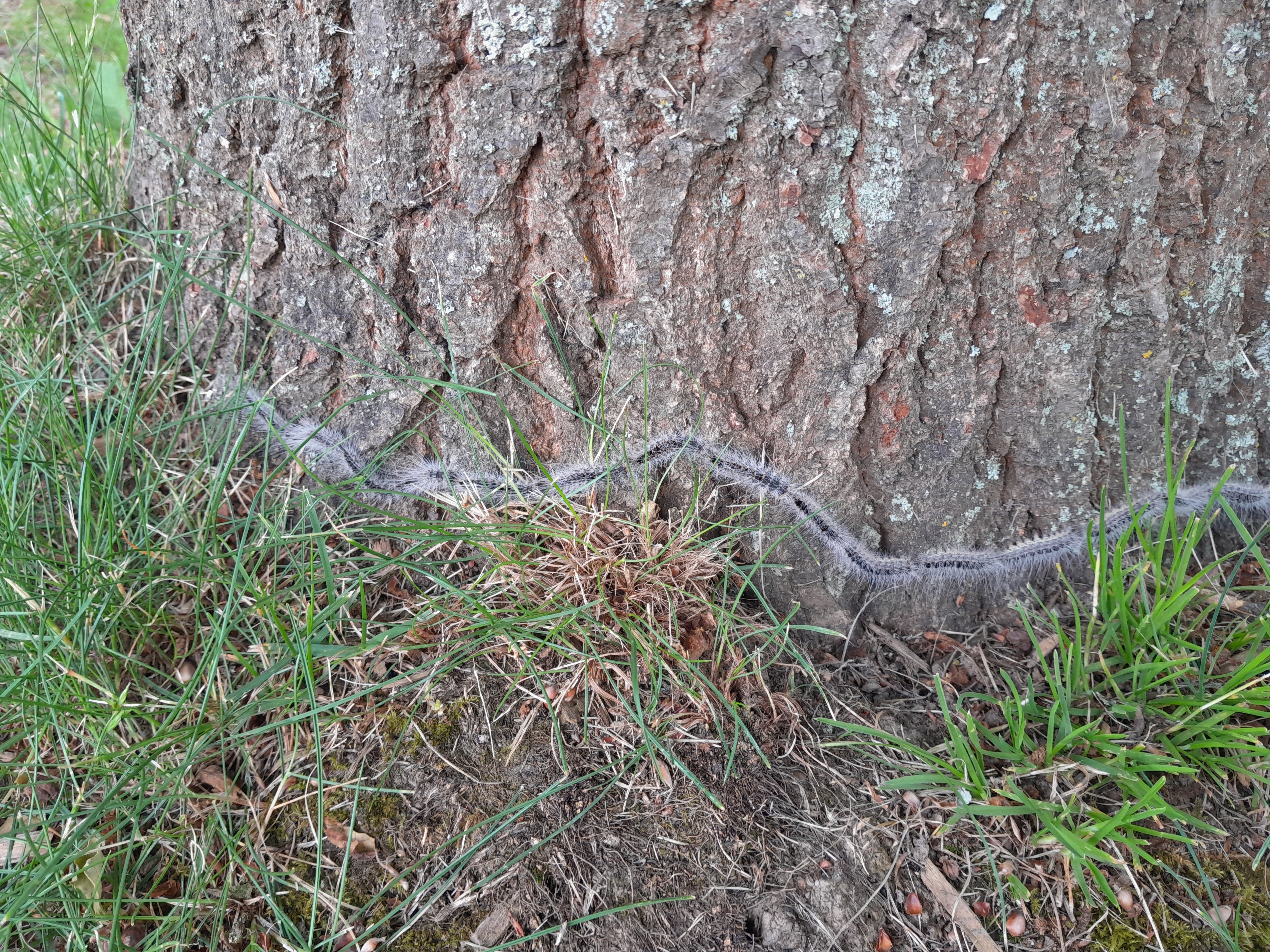 Eichenprozessionsspinner Eichenprozessionsspinner