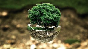 Baum Umwelt Klimaschutz Baum Umwelt Klimaschutz