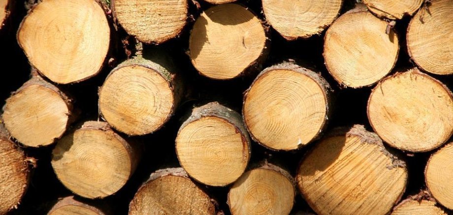 Holzstämme