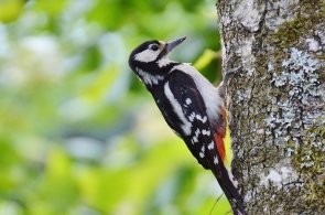 Buntspecht Buntspecht am Baum