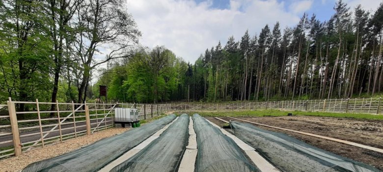 Saatbeete des Forstpflanzgartens