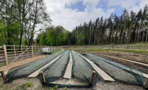 Kamp Saatbeete Saatbeete des Forstpflanzgartens