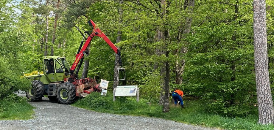 Baumfällarbeiten an der Jammerhecke