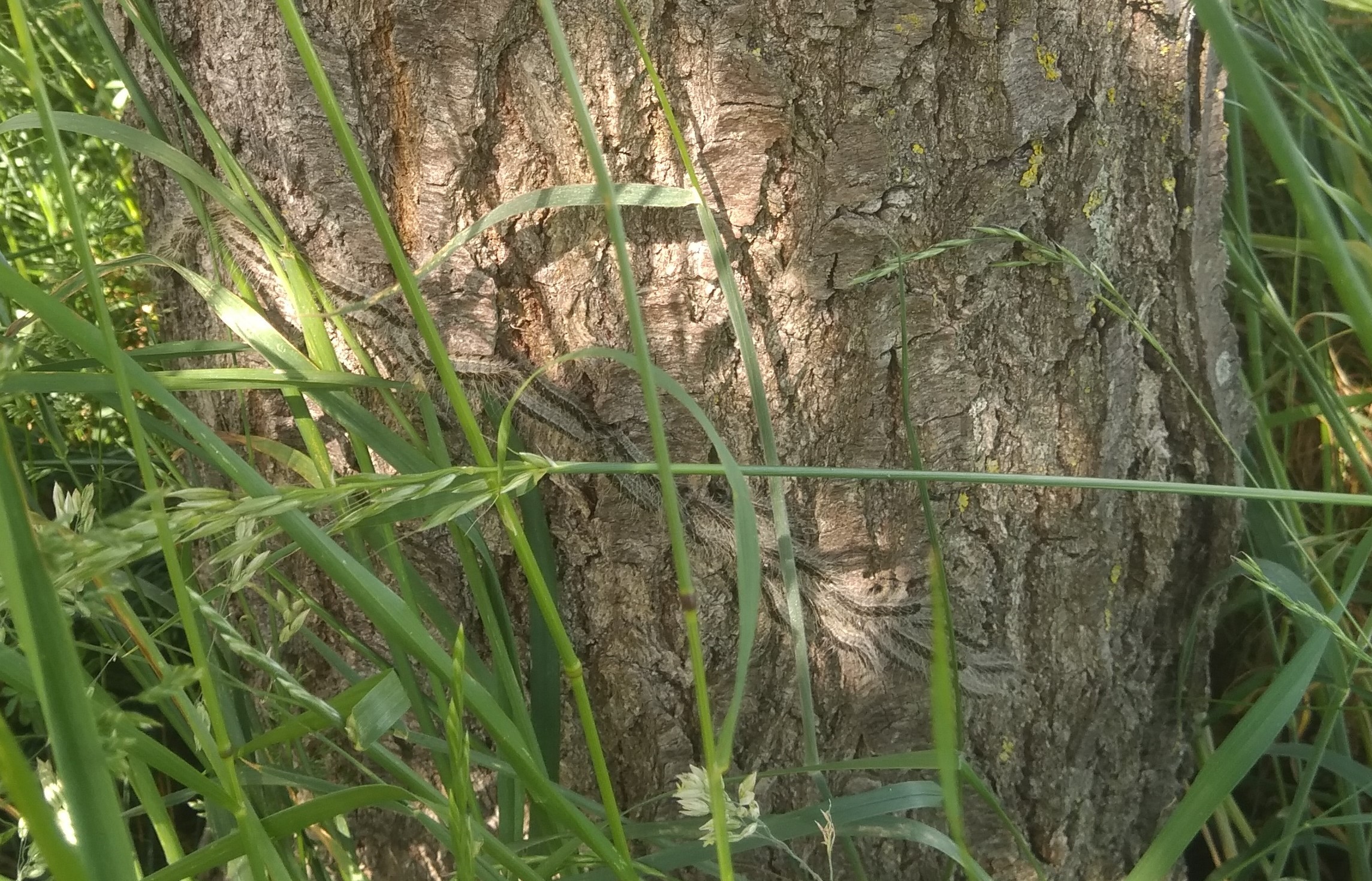 Eichenprozessionsspinner Eichenprozessionsspinner