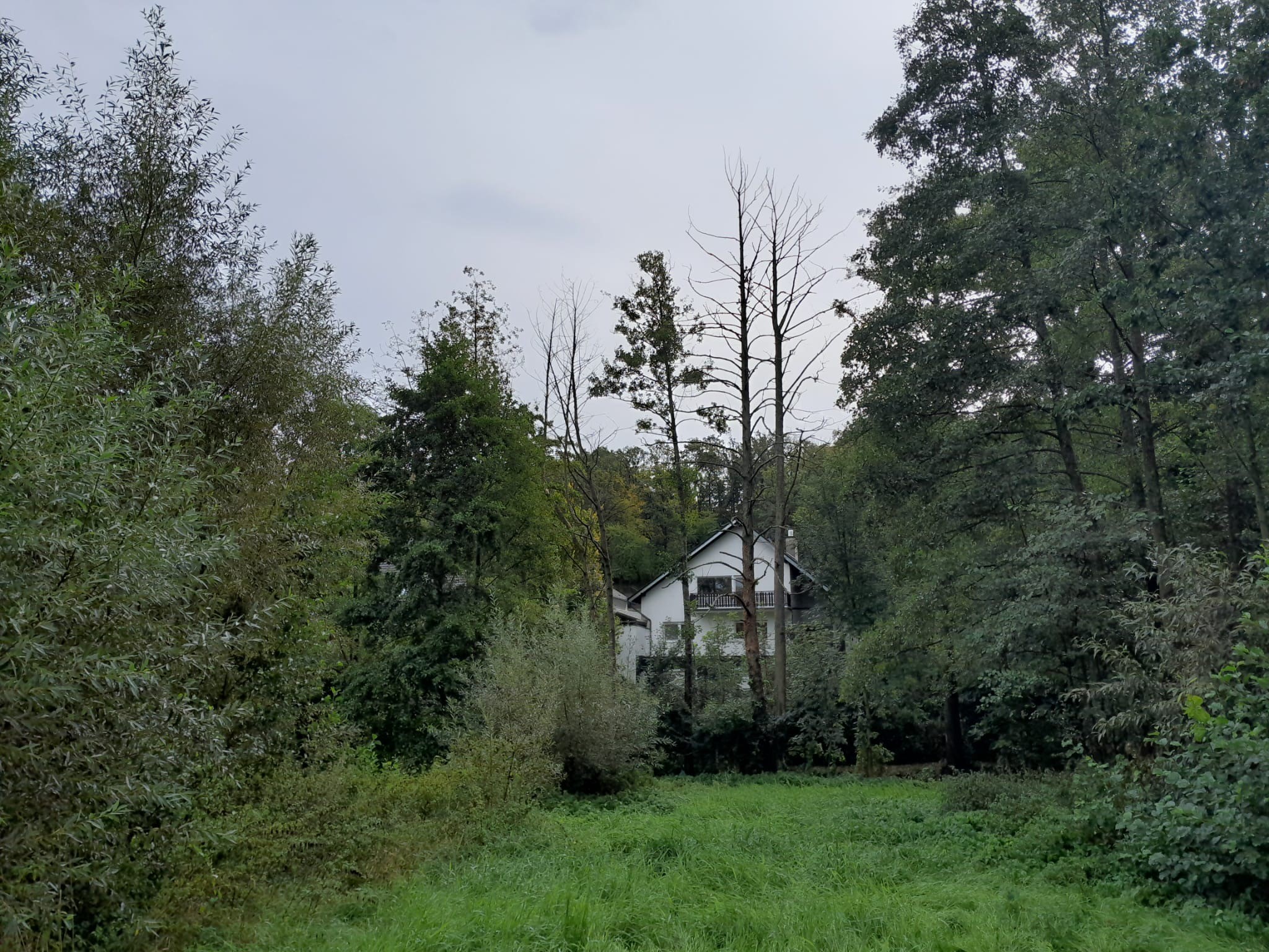 Erlensterben Erlensterben