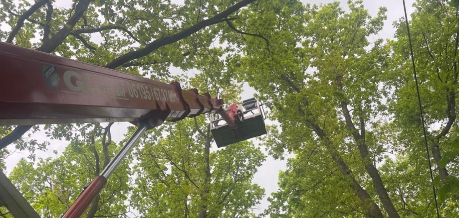 Verkehrssicherungsarbeiten im Stadtwald