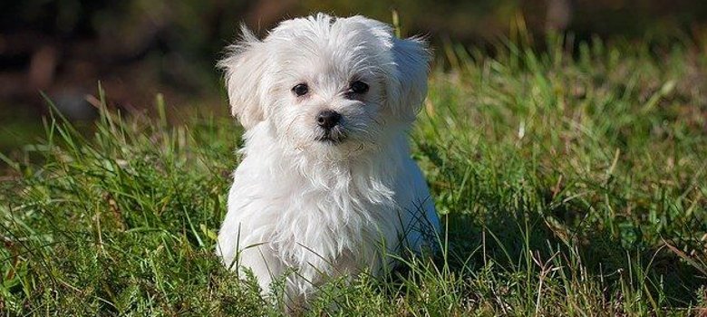 An- und Abmeldung Hund