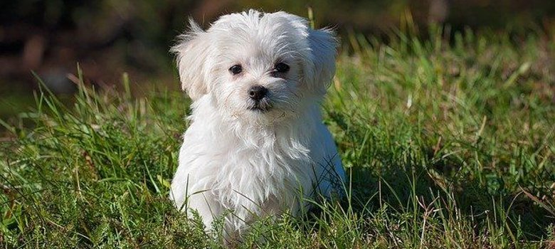 An- und Abmeldung Hund
