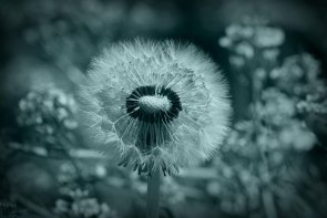 Traueranzeigen Traueranzeigen